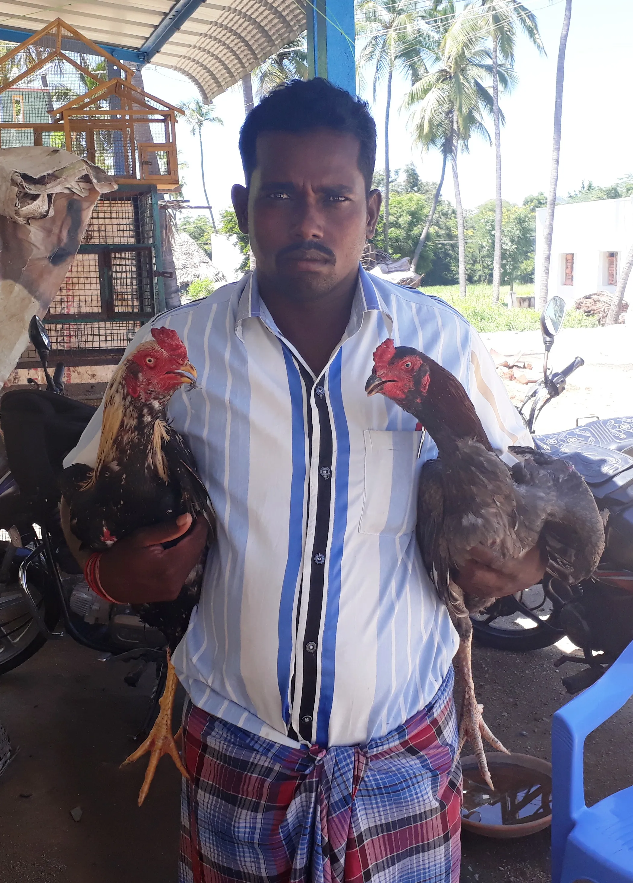 cock fight